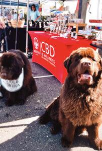 CBD for large dogs and herbal pet wellness products by Celestial Stem